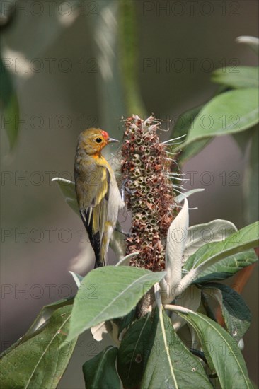 Fire-capped Tit