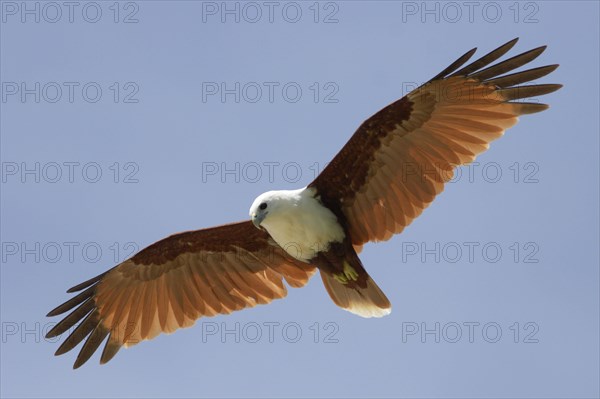 Brahminy Kite