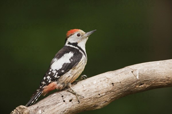 Middle Spotted Woodpecker