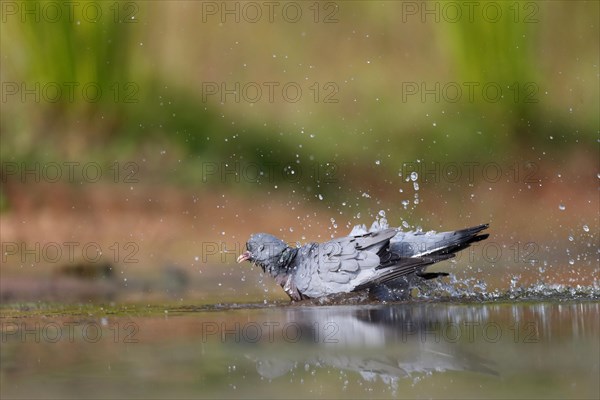 Stock Dove