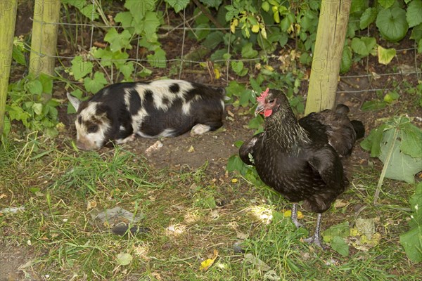 Kune Kune Piglet with Chicken