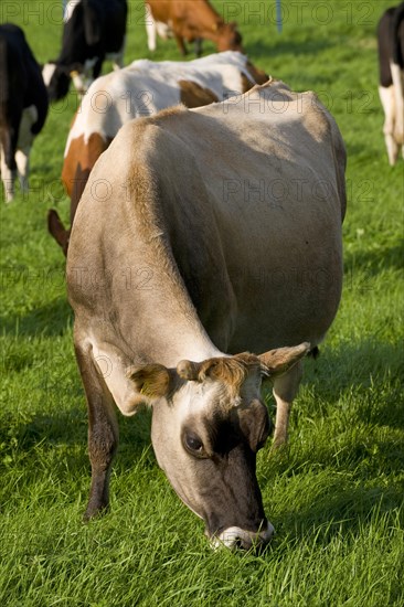 Domestic cattle