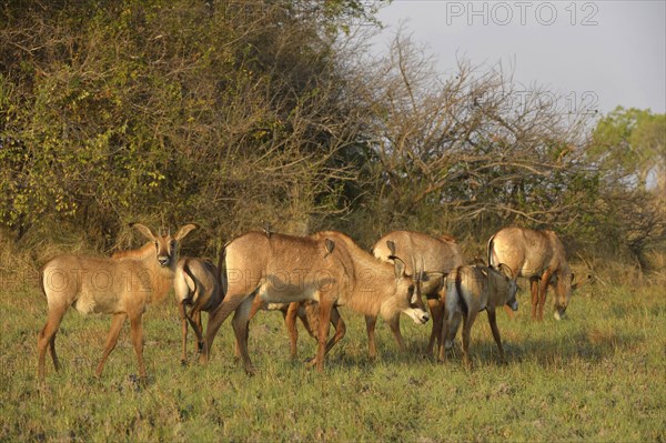 Roan Antelope