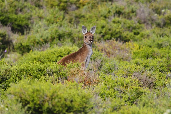 Western Grey Giant Kangaroo