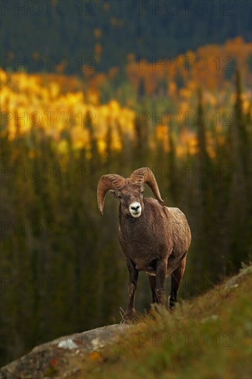 Bighorn sheep