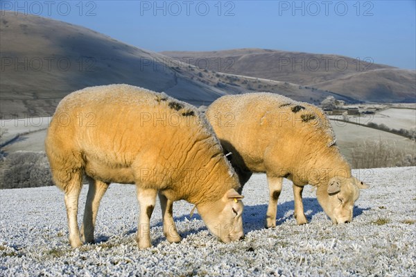 Domestic sheep