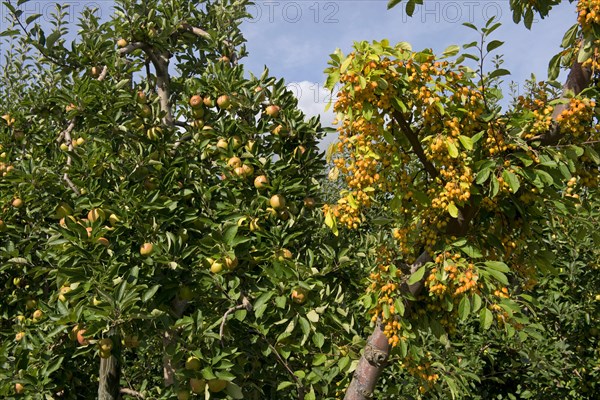 Crab apple pollinator in the fruit at the end of heavily fruiting