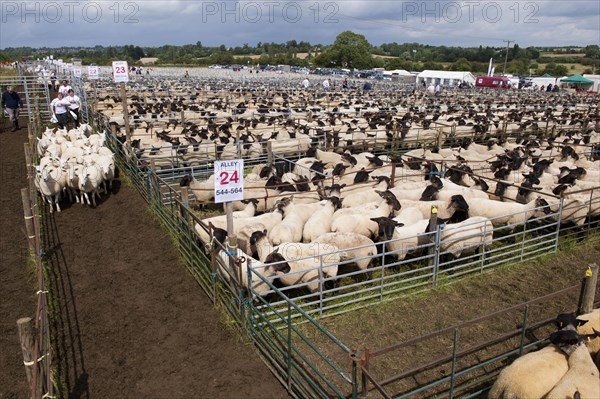 Sheep farming