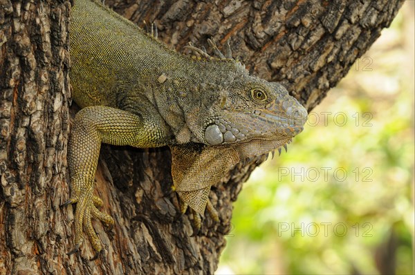 Green iguana