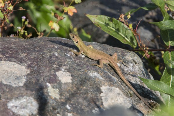 Giant Emerald Lizard