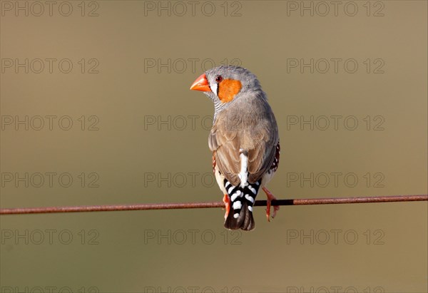 Zebra Finch