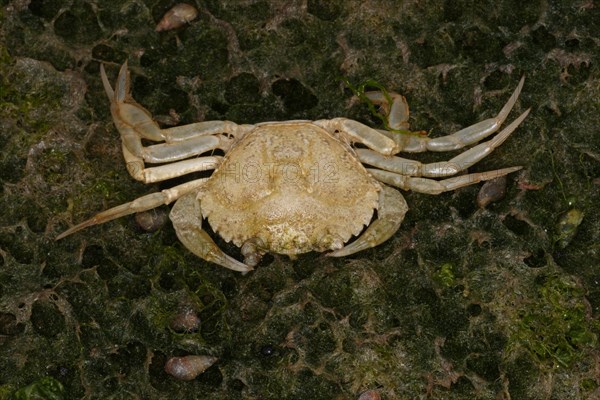 North Atlantic european green crabs