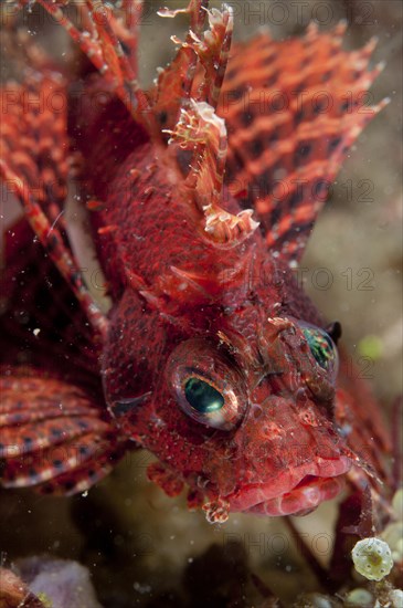 Hawaiian lionfishes