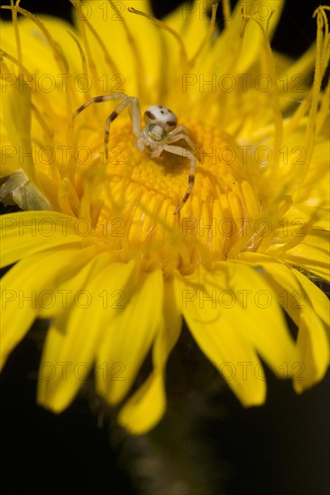 Variable crab spider