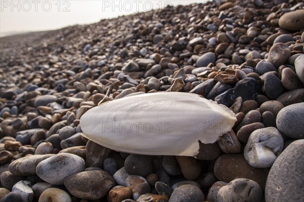 Common cuttlefish