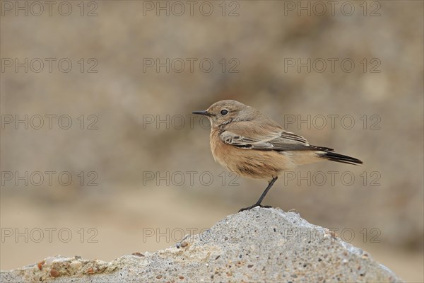 Desert Wheatear