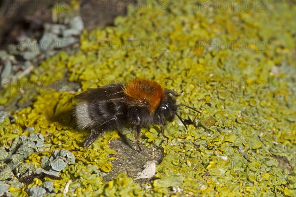 Tree Bumblebee