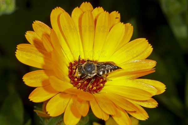 Cone bee