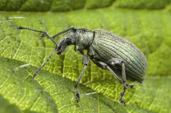 Nettle weevil