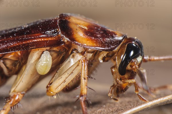 Larva of the emerald cockroach wasp