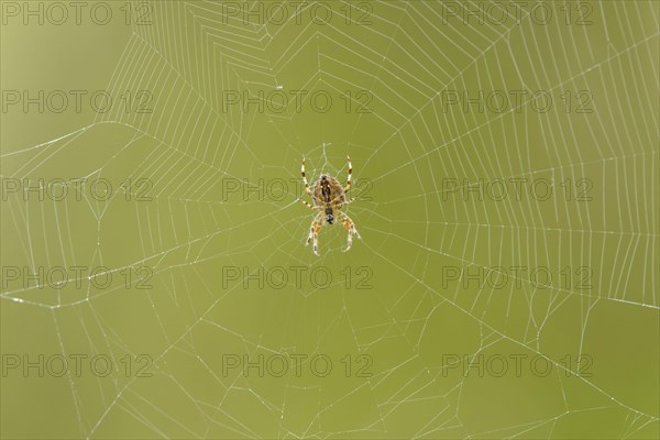 Garden Orb Spider