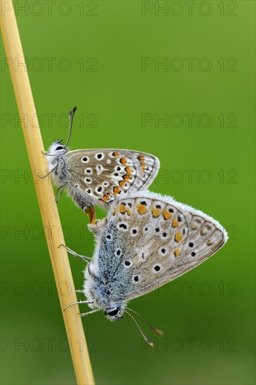 Common Blue