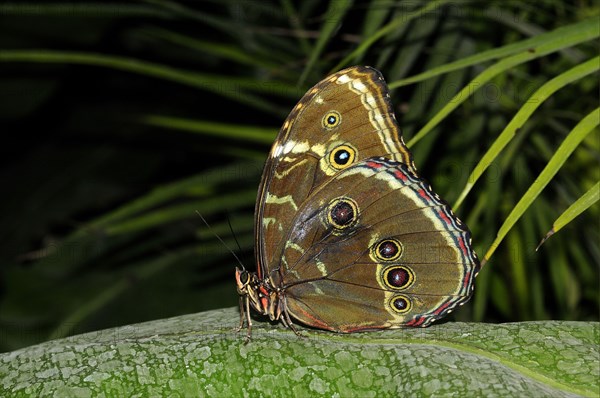 Blue morpho