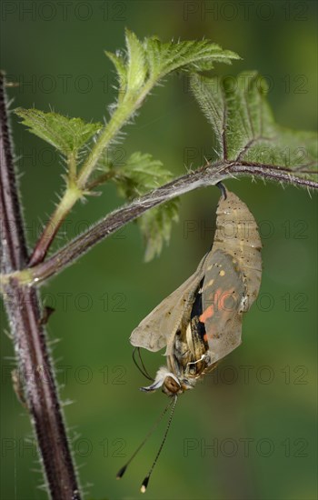 Painted painted lady