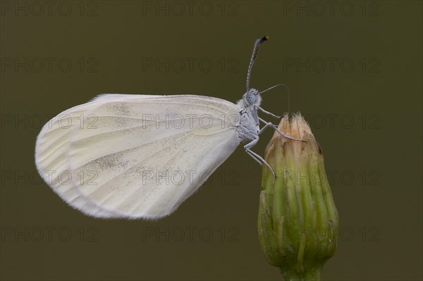 Wood whites