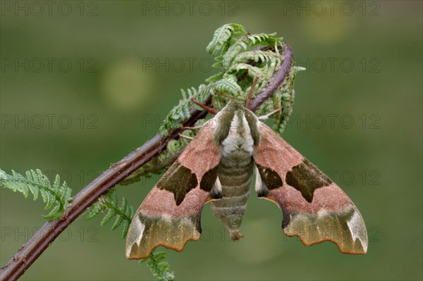 Lime hawk-moth