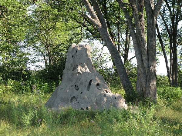 Termite mound