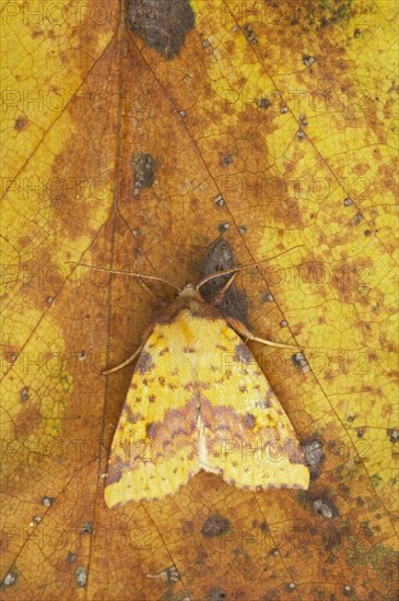 Pink-barred Sallow