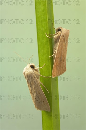 Large Wainscot