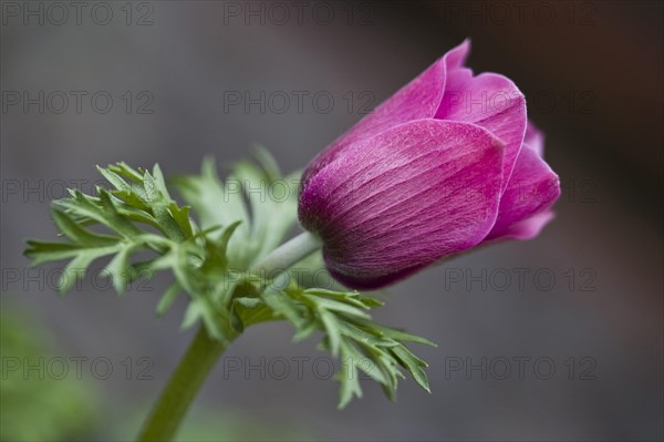 Poppy anemone