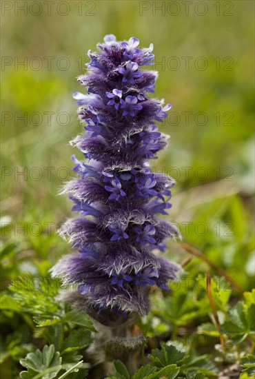 Pyramidal Bugle