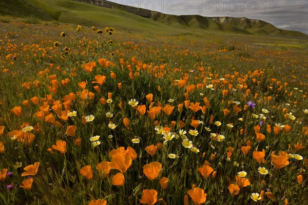 California Poppy