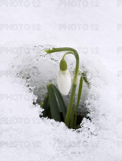 Snowdrop