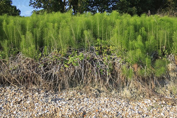 Great horsetail