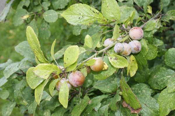 Greengage