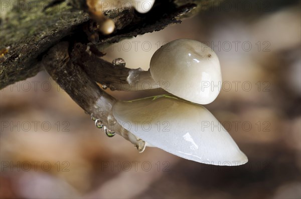 Porcelain Fungus