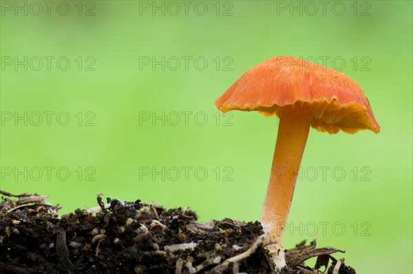 Scarlet Waxcap