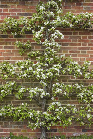 Flowering european pear