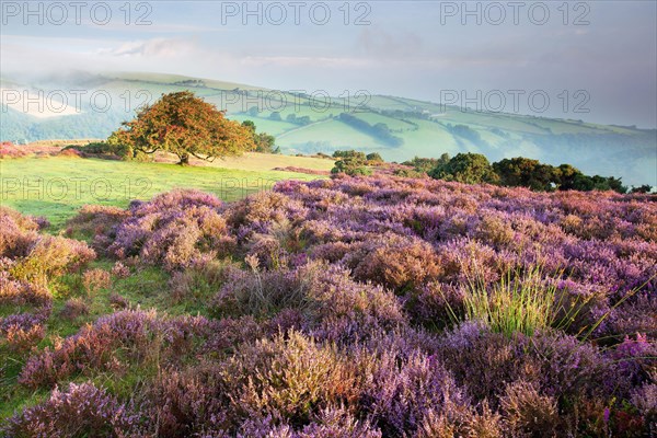 View of flowering heather and hawthorn tree with distant sea mist at dawn