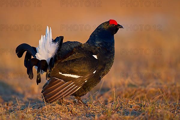 Black grouse