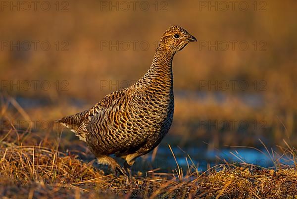 Black grouse