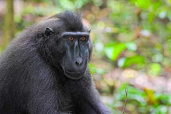 Macaque des Celebes dans le Tangkoko. Celebes black macaque in the Tangkoko. North Sulawesi