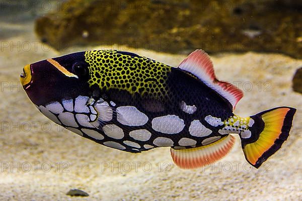 Clown clown triggerfish