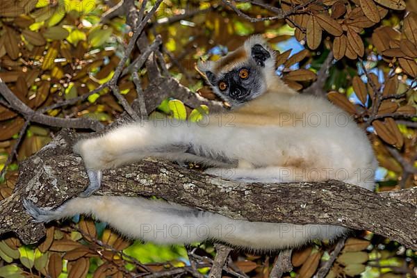 Golden-crowned sifaka