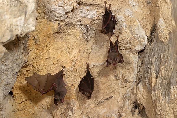 Lesser horseshoe bat