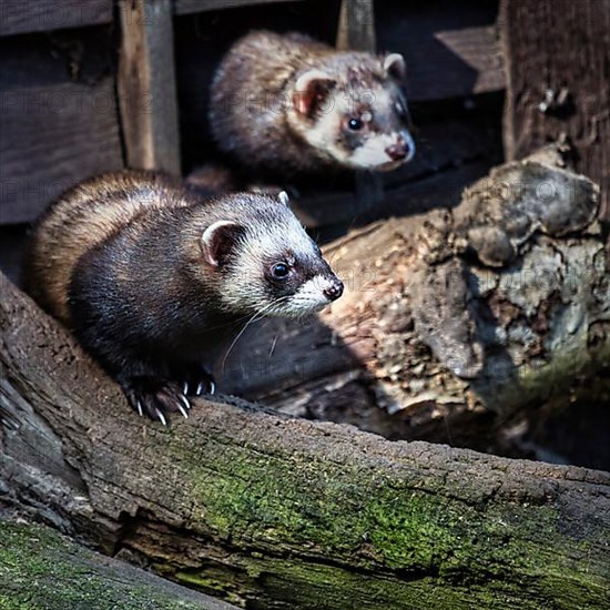 European polecat